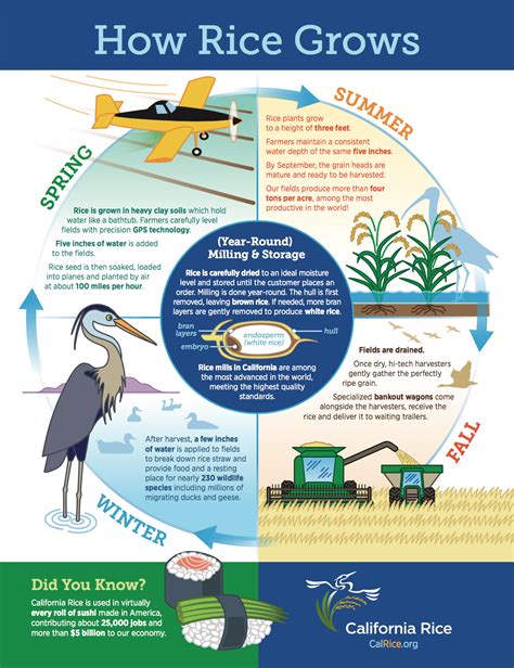 How Rice Grows : Calrice