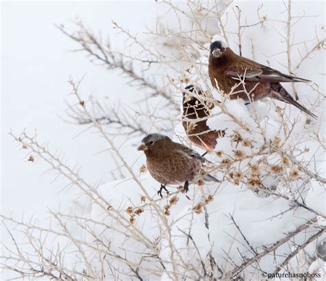 Gray-crowned Rosy Finch – nature has no boss