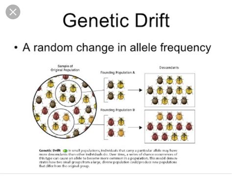 what is genetic drift ? with example - Brainly.in