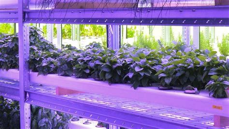 Vertical farming systems | Bruynzeel