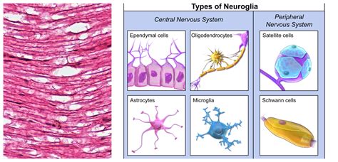 Nervous tissue — lesson. Science CBSE, Class 9.