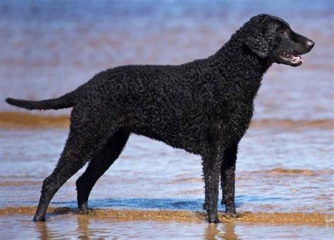 Water dog breeds list - these dogs love water - swimming dogs - K9RL