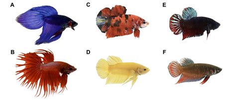 Six varieties of Betta splendens, varying in fin type, color, and... | Download Scientific Diagram