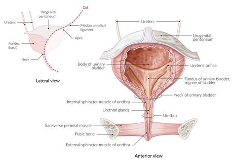 Urinary Bladder Anatomy Apex