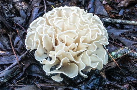 Cauliflower Mushroom Identification