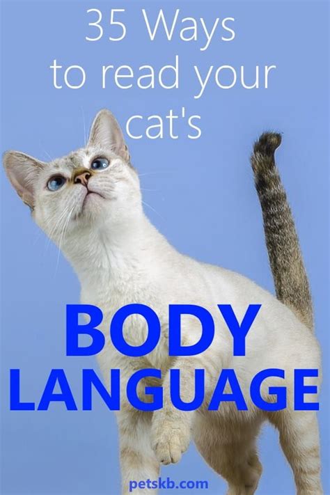 The complete guide to cat body language – Artofit