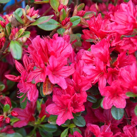 Azalea japonica 'Hino Crimson'