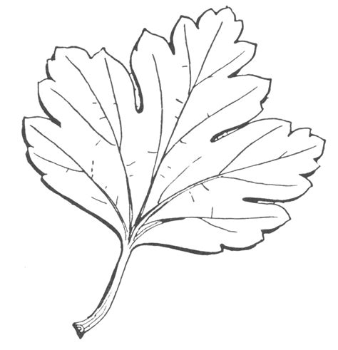 Fall Leaf Clipart Black And White