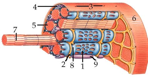 Lab 17: Skeletal Muscle Structure