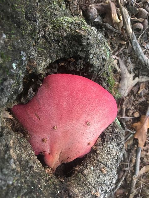 fungusfocusedfreak: “ Fistulina hepatica (Beefsteak mushroom ...