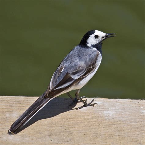 PETER'S PORTFOLIO..............Bird & Wildlife Photography: White ...