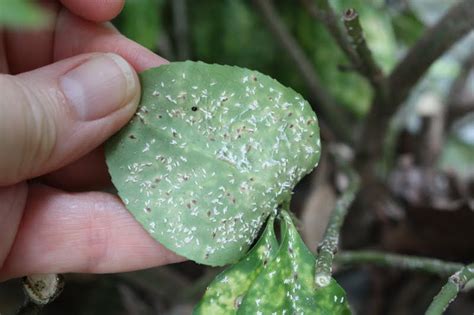 Euonymus Scale on heat stressed plants