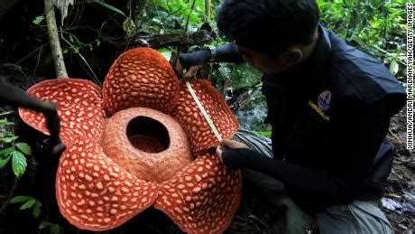 Scientists just found one of the world's largest flowers blooming in an ...