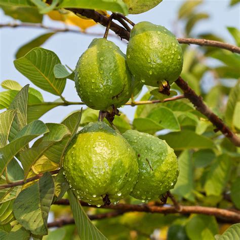 Tropical Pink Guava Trees for Sale – FastGrowingTrees.com