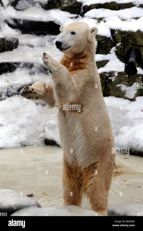 Polar bear Knut in Berlin Zoo Stock Photo - Alamy