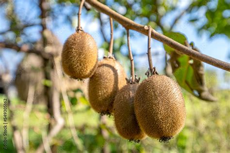 Kiwi picking season. Kiwi on a kiwi tree plantation with with huge ...