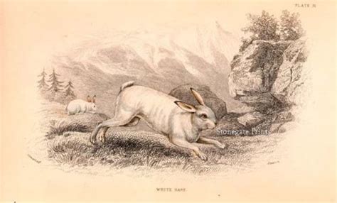 White Hare - Stonegate Rare Antique Prints