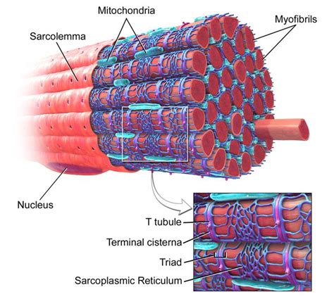 Blausen 0801 SkeletalMuscle - Terminal cisternae - Wikipedia | Skeletal ...