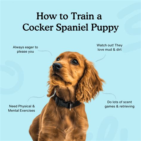 Training A Cocker Spaniel Puppy: The Ultimate Guide - Zigzag