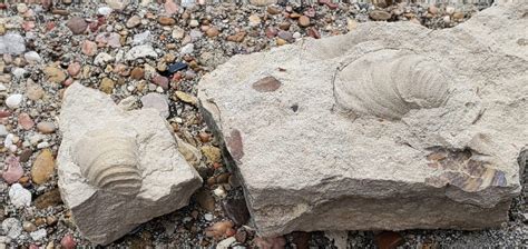 Where To Dig For Fossils Near Waco, Texas - Rock Seeker