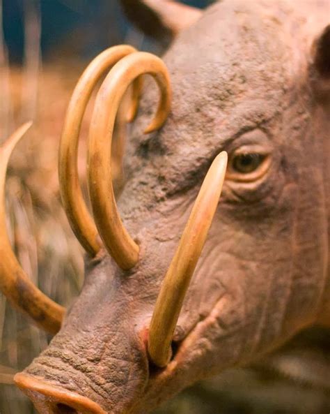 Babirusa, a pig in Sulawesi, Indonesia. | Unusual animals, Rare animals, Weird animals