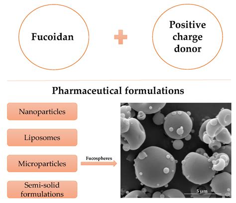 Marine Drugs | Free Full-Text | Possibilities of Fucoidan Utilization in the Development of ...