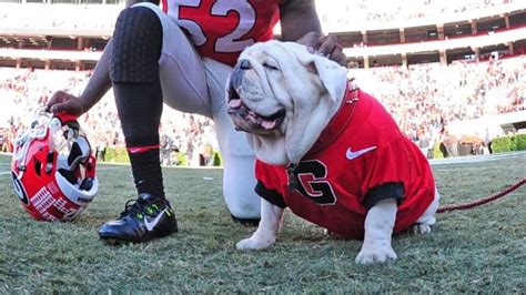 Uga named greatest mascot in college football history