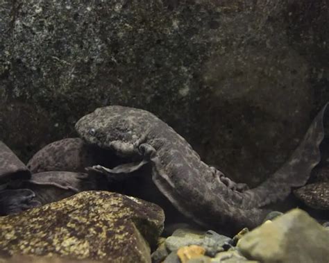 Japanese giant salamander - Facts, Diet, Habitat & Pictures on Animalia.bio