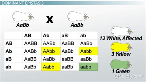 13 Which of the Following Provides an Example of Epistasis