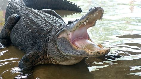 Are There Alligators in Arizona? - A-Z Animals