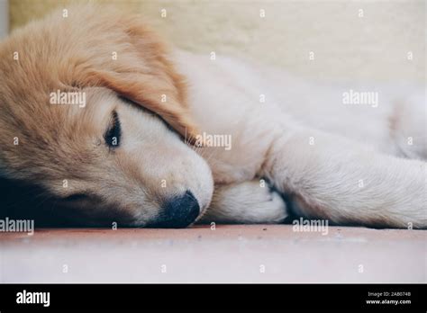 Golden retriever puppy sleeping Stock Photo - Alamy