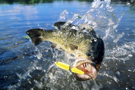 Spring Bass Fishing Tips: Lures, Technique & More | KOA Camping Blog