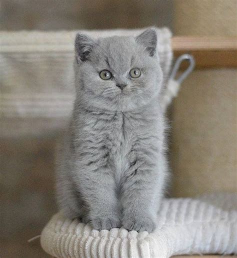 Pin by Laura N on British Shorthair blue | Kittens cutest, Cats, Cute cats