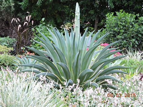 Agave Flower - Burke's Backyard