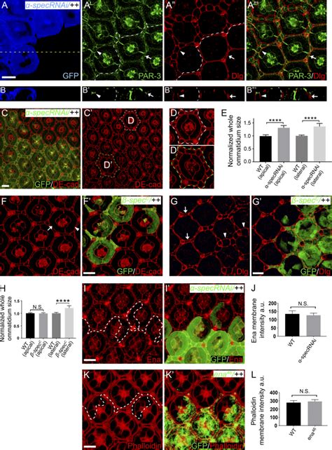 Analysis of ommatidia size, cell polarity, and Ena expression/function ...