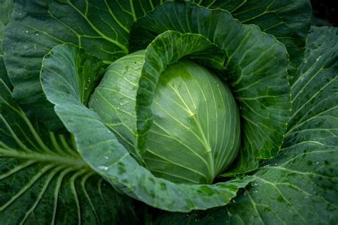 Green cabbage in garden 16748764 Stock Photo at Vecteezy