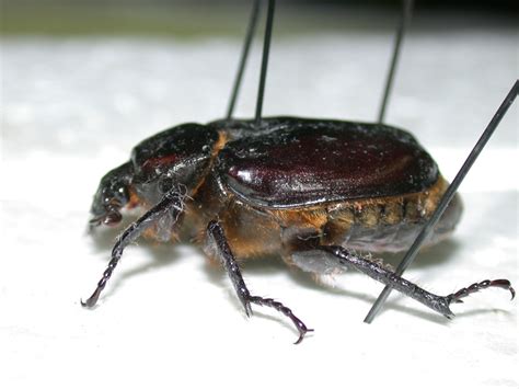 Ground beetle Identification – PlantDOC