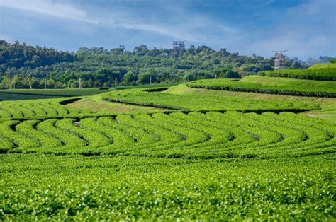 Premium Photo | Tea plantation in chiang rai thailand