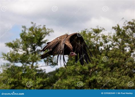 A Lappet-faced Vulture Shows Its Impressive Wingspan Stock Image - Image of faced, bird: 229582049