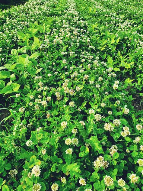 How To Use Clover In the Garden | The Ealy Homestead