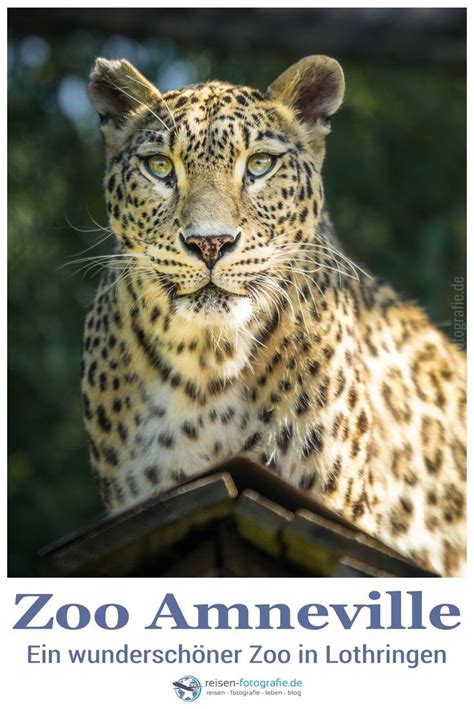 Zoo Amneville in Frankreich - einer der schönsten Zoos Europas ...