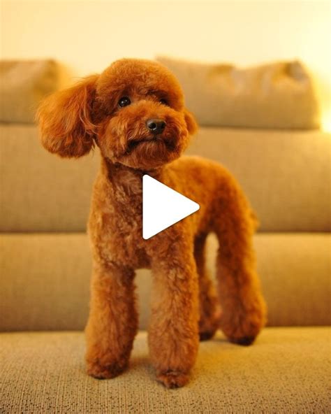 ♥ Cute Animals♥ | Poodle puppy training, Toy poodle haircut teddy bears, Poodle puppy