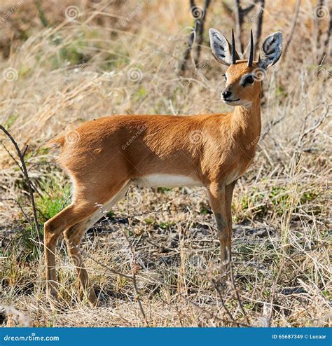 Steenbok a Little African Antelope Stock Image - Image of safari ...