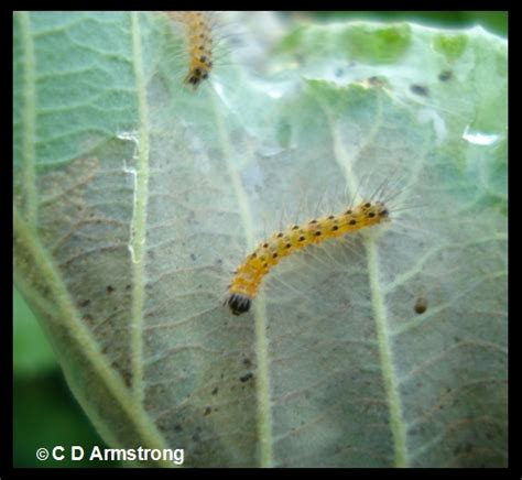 Fall Webworm - Home and Garden IPM from Cooperative Extension - University of Maine Cooperative ...