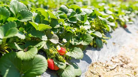 How Do Strawberries Grow? Exploring Strawberry Fields - Canadian Food Focus