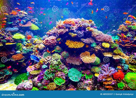 Singapore aquarium stock image. Image of marine, bahamas - 48920337