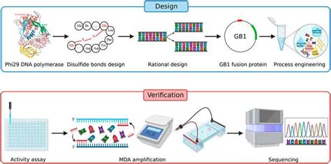 Bacterial single-cell, whole-genome sequencing overhauled by engineered ...