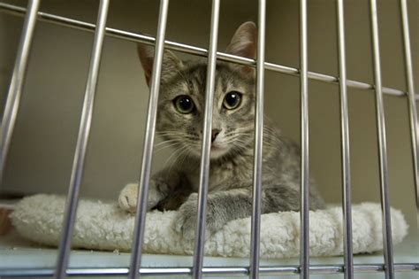 Update: After 221 pets adopted from overcrowded OC animal shelter, free ...