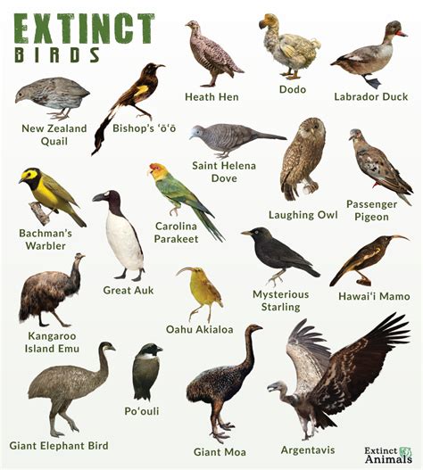 List of Extinct Birds With Pictures