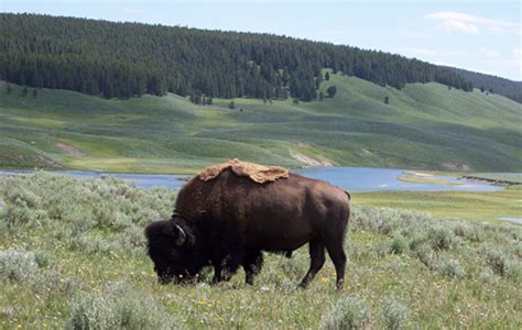 Podcast #170 American Bison — Joey Bee Outdoors, Science, and Nature